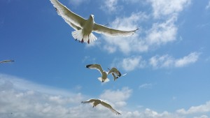 seagulls-439118_1920